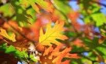 Листья, макро, осень
