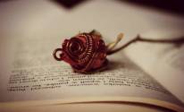 Книга, цветок, роза