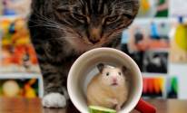 Кошка, мышка, чашка