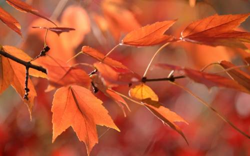 Ветка, осень, листья - Разные