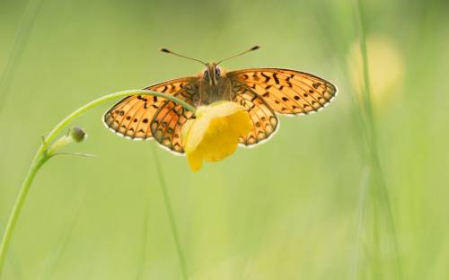Желтый фон, бабочка - Разные