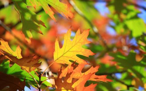 Листья, макро, осень - Разные