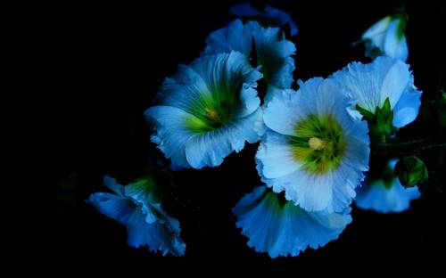 Красивые голубые цветы - Разные