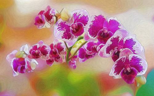 Цветы, лепестки, орхидея - Разные