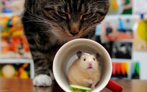 Кошка, мышка, чашка - Разные