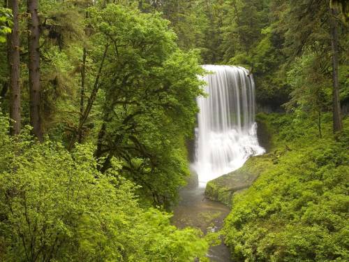 Лесной водопад - Водопады