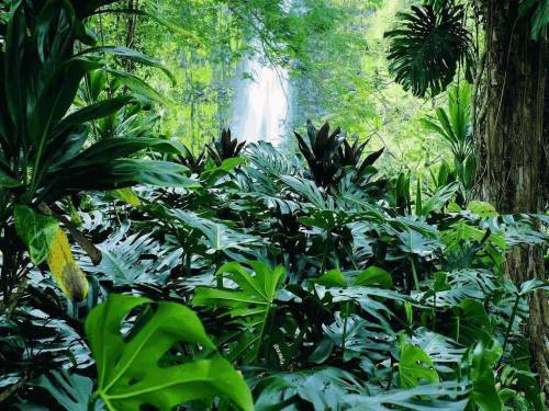 Водопад в джунглях - Водопады